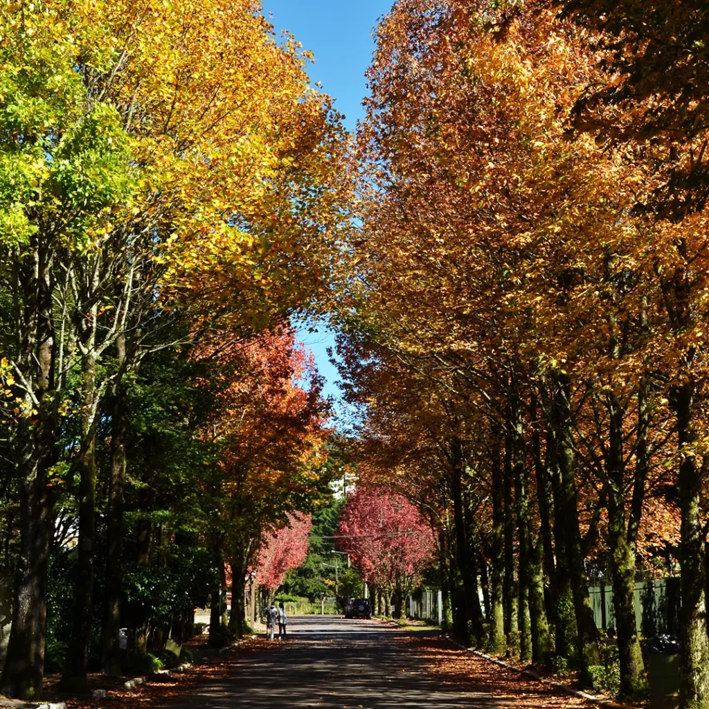 Rua ladeada por árvores com folhas em tons vibrantes de outono, amarelos, vermelhos e alaranjados — durante o Festival Caminhos de Outono em Gramado, celebrando a estação mais charmosa da Serra Gaúcha com cenários encantadores e clima acolhedor.
