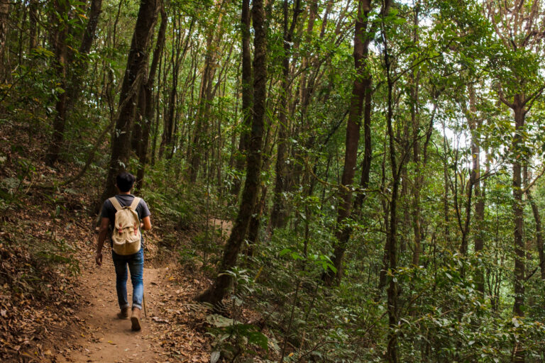 Imagem de uma pessoa caminhando na floresta para simbolizar as trilhas em Gramado