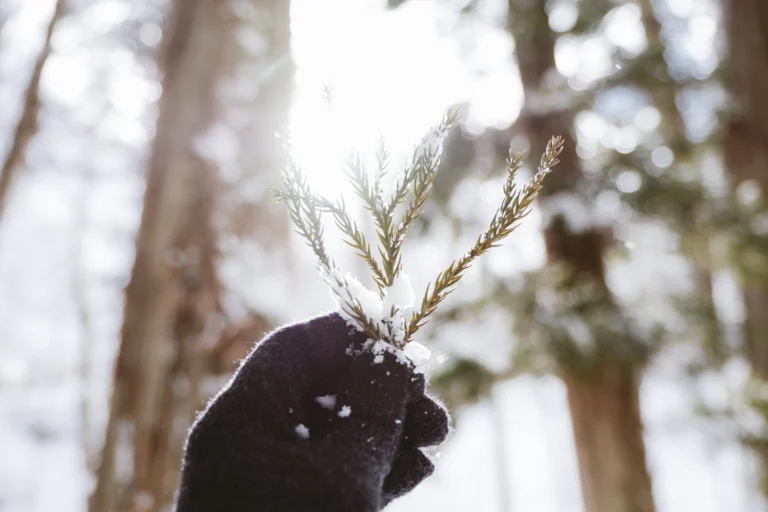 Mão com luva segurando galho coberto de neve em meio a floresta, simbolizando a experiência de contemplar a neve em Gramado durante o inverno.
