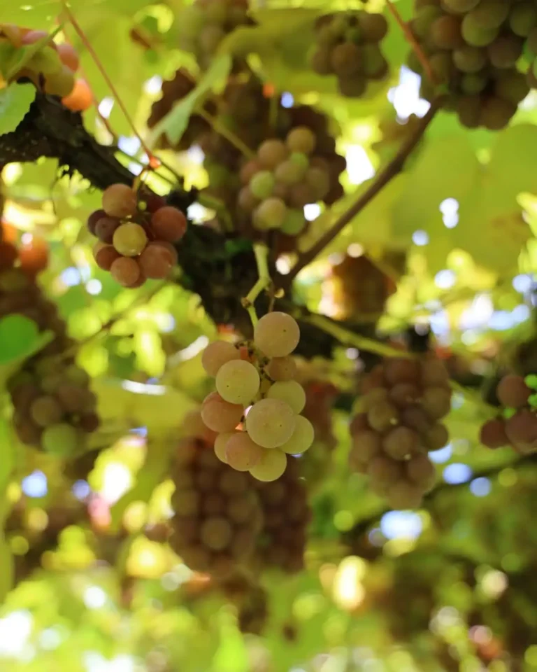 Cachos de uva madura sob a luz do sol em parreiral na Serra Gaúcha durante a vindima em Gramado.