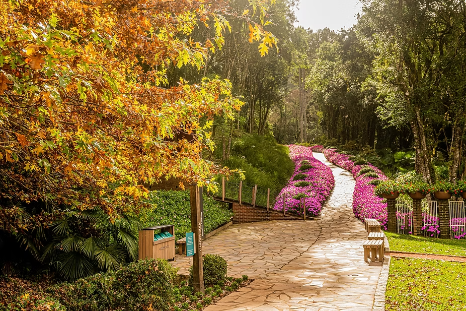 Caminho sinuoso no Garden Park em Gramado, com trilha de pedra cercada por flores cor-de-rosa vibrantes, árvores altas ao redor e folhas em tons dourados iluminadas pelo sol, criando um cenário encantador em meio à natureza.